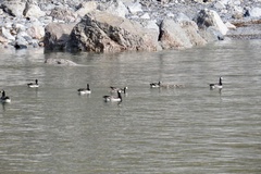 Branta leucopsis
