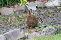 Lepus americanus