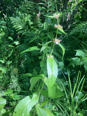 Stachys pilosa