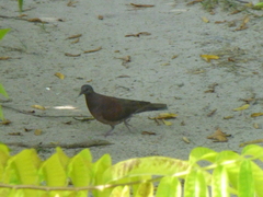 Nesoenas picturatus
