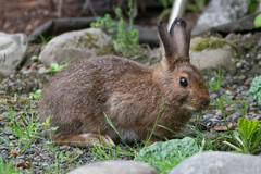 Lepus americanus