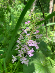 Platanthera psycodes