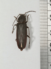 Arhopalus ferus