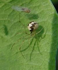 Theridion varians