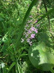 Platanthera psycodes
