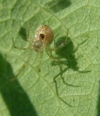 Theridion varians