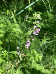 Stachys pilosa