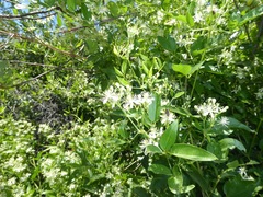 Clematis ligusticifolia