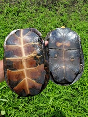 Emydoidea blandingii