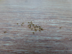 Tapinoma melanocephalum