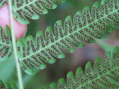 Pelazoneuron kunthii