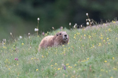 Marmota olympus
