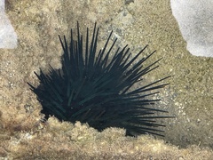 Echinometra mathaei