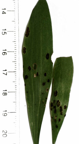 Uromycladium maritimum