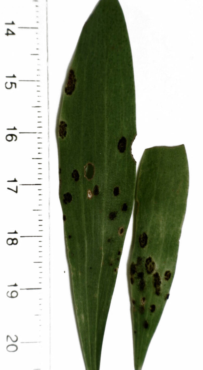 Pileolariaceae image