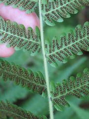 Pelazoneuron kunthii