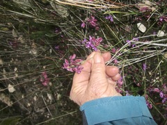 Polygala umbellata