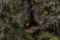 Cathartes burrovianus