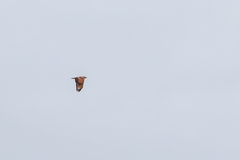 Buteogallus meridionalis