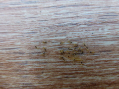 Tapinoma melanocephalum