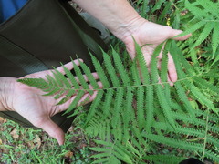 Pelazoneuron kunthii