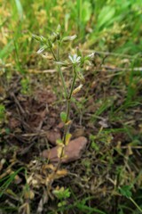 Cerastium glomeratum