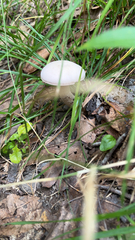 Laccaria ochropurpurea