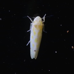 Erythridula