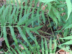 Pelazoneuron kunthii