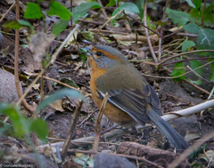 Microspingus erythrophrys