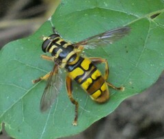 Milesia virginiensis