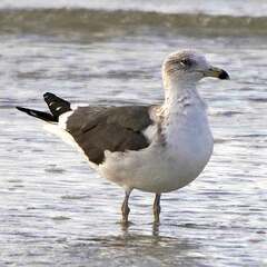 Larus fuscus graellsii