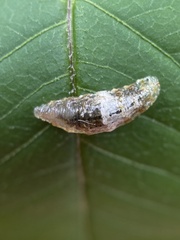 Ocyptamus fuscipennis