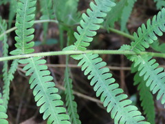 Pelazoneuron kunthii