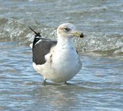Larus fuscus graellsii