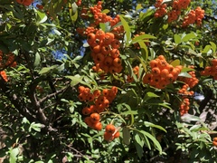 Pyracantha