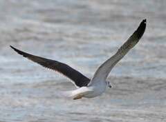 Larus fuscus graellsii