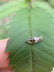 Ocyptamus fuscipennis