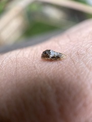 Ocyptamus fuscipennis