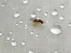 Thaumatomyia