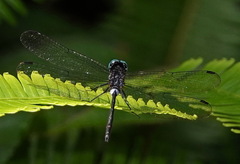 Pornothemis