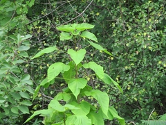 Catalpa