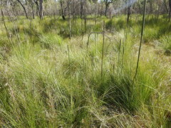 Xanthorrhoea fulva