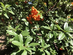 Pyracantha