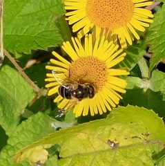 Eristalinae