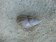 Gastropoda