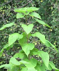Catalpa