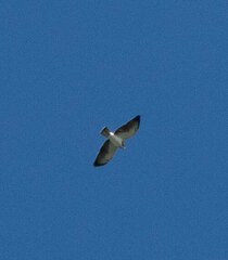 Buteo brachyurus