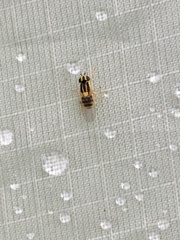 Thaumatomyia