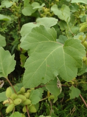 Xanthium orientale